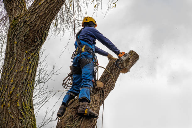 Genesee, CO Tree Removal Company