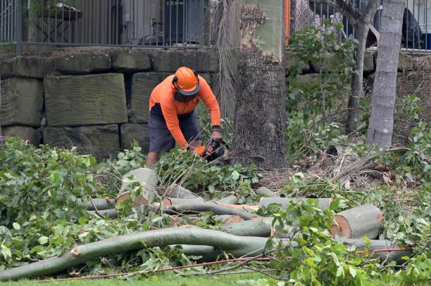 Best Tree Risk Assessment  in Genesee, CO