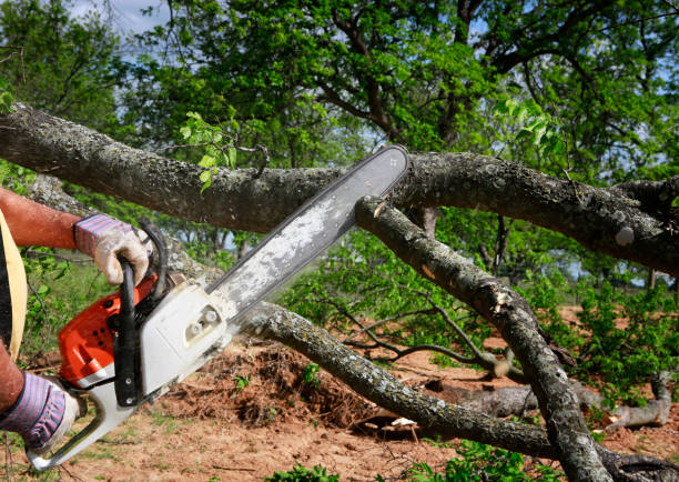 Reliable Genesee, CO Tree Removal Solutions